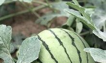 网红大瓜在哪找